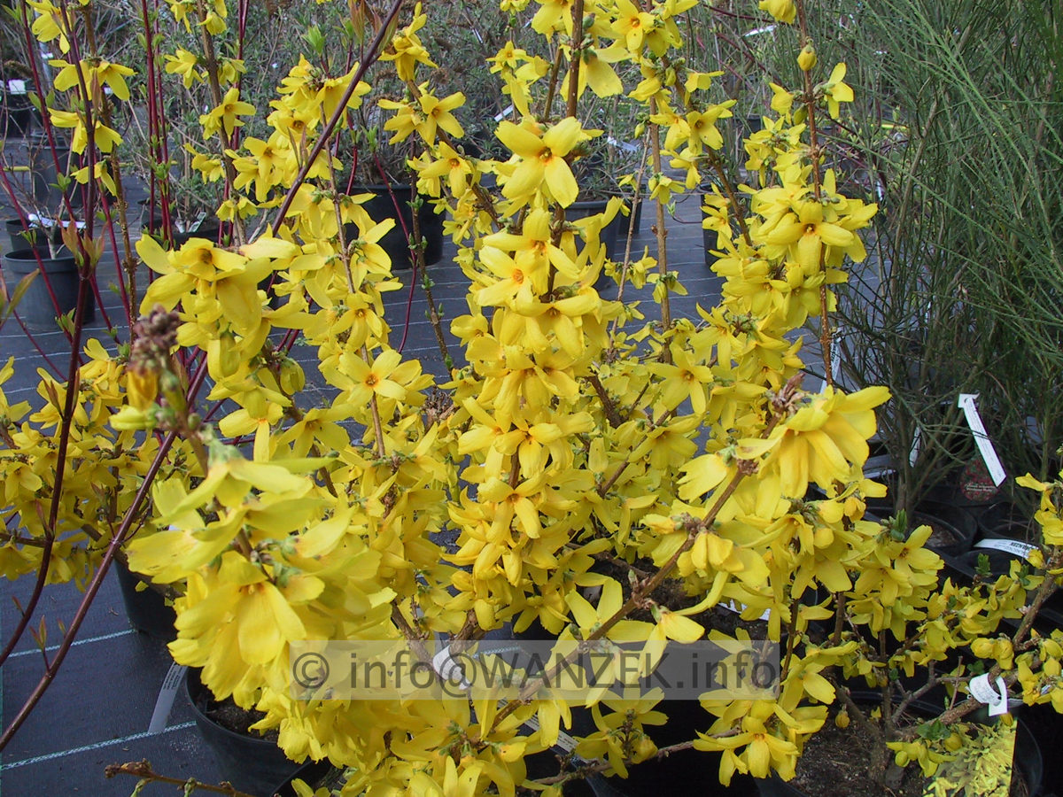Forsythia intermedia Goldrausch 09.JPG